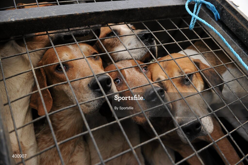 8 February 2010; The hounds prior to being released at the Hunt Meeting in Dunsany, Co. Meath. Photo by Sportsfile