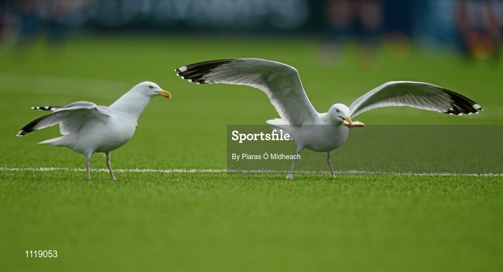 2 March 2016; A general view of seagulls on the pitch during the game. Bank of Ireland Vinnie Murray Cup Final, Castleknock College v Wesley College, Donnybrook Stadium, Donnybrook, Dublin. Picture credit: Piaras Ó Mídheach / SPORTSFILE