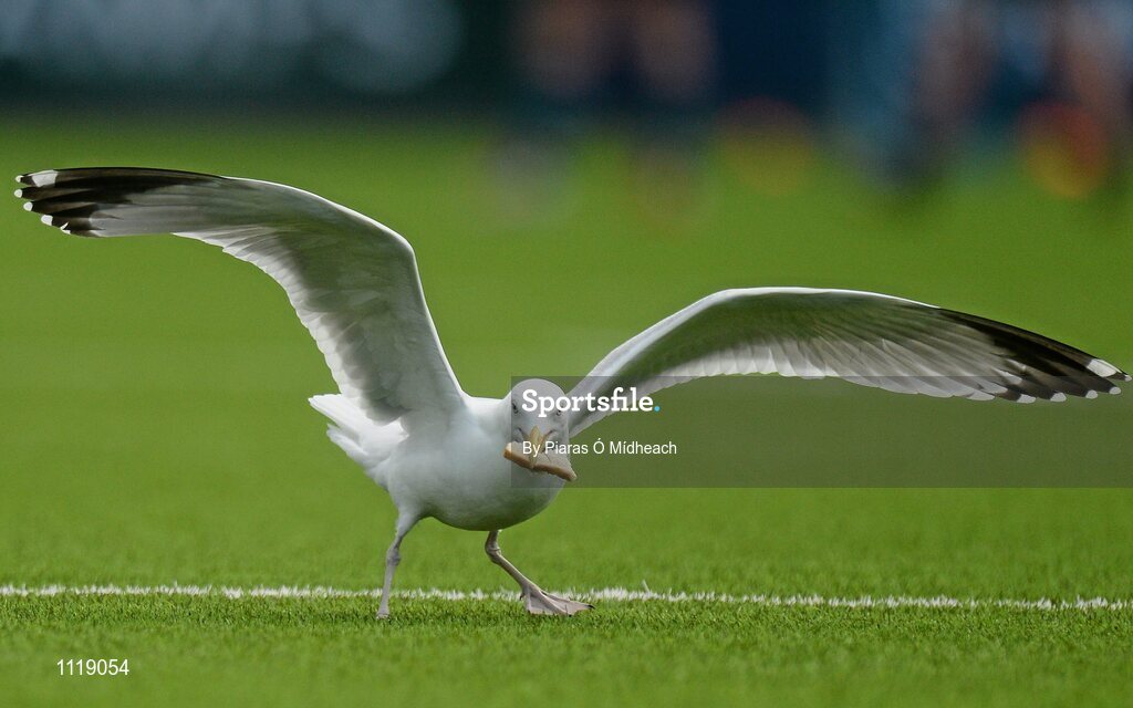 2 March 2016; A general view of a seagull on the pitch during the game. Bank of Ireland Vinnie Murray Cup Final, Castleknock College v Wesley College, Donnybrook Stadium, Donnybrook, Dublin. Picture credit: Piaras Ó Mídheach / SPORTSFILE