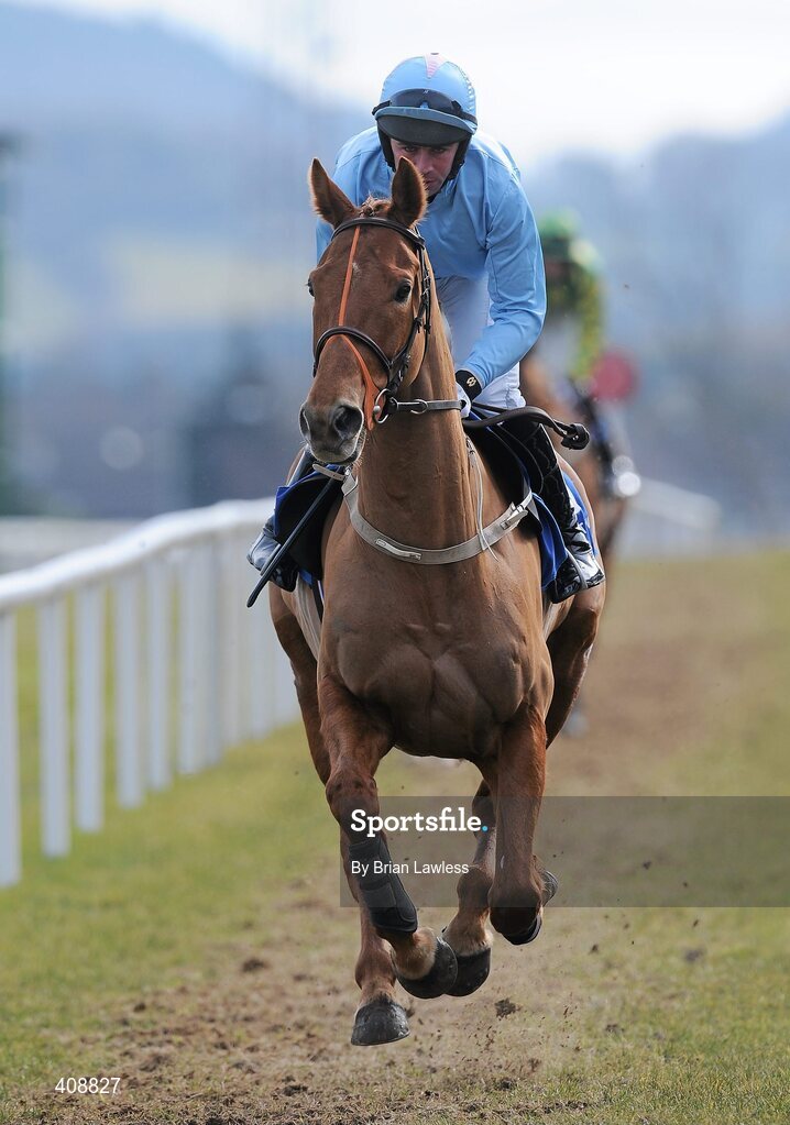 28 February 2010; Mick The Tooth, with Robert Moran up, goes to post for The www.leopardstown.com Handicap Hurdle. Leopardstown Racecourse, Dublin. Picture credit: Brian Lawless / SPORTSFILE