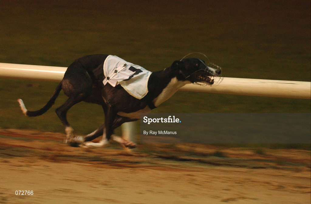 8 September 2001; Droopys Vieri on their way to winning the second semi-final of the paddypower.com Irish Greyhound Derby at Shelbourne Park in Dublin. Photo by Ray McManus/Sportsfile