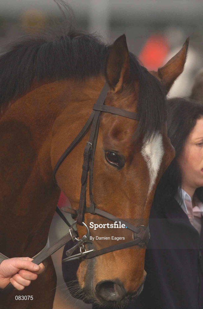 12 March 2002; Istabraq pictured before the Smurfit Champion Hurdle during day one of the Cheltenham Racing Festival at Prestbury Park in Cheltenham, England. Photo by Damien Eagers/Sportsfile