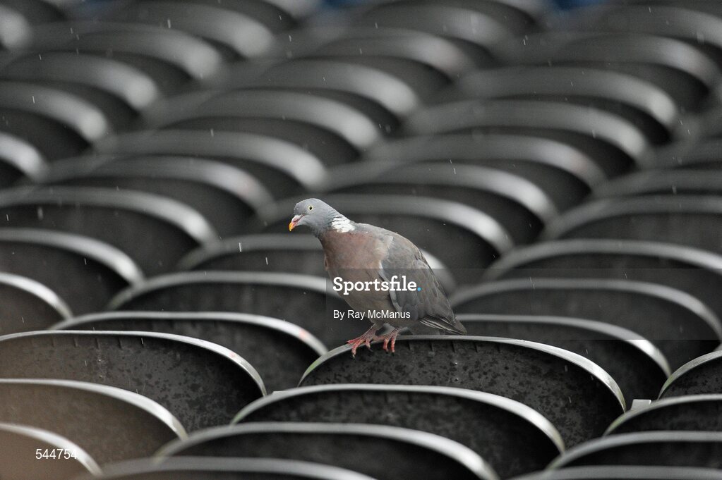 6 August 2011; A Dublin bird checks it's seat before the GAA Football All-Ireland Senior Championship Quarter-Final, Dublin v Tyrone, Croke Park, Dublin. Picture credit: Ray McManus / SPORTSFILE