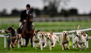 19 November 2017; Hunstmen and hounds run along the home straight at Punchestown Racecourse in Naas, Co Kildare. Photo by Ramsey Cardy/Sportsfile