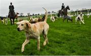 19 November 2017; Hunstmen and hounds run along the home straight at Punchestown Racecourse in Naas, Co Kildare. Photo by Ramsey Cardy/Sportsfile