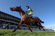 29 December 2017; Spider Web, with Shane Crimin up, on their way to winning the Adare Manor Opportunity Handicap Steeplechase on day 4 of the Leopardstown Christmas Festival at Leopardstown in Dublin. Photo by Seb Daly/Sportsfile