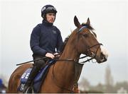12 March 2018; Mengli Khan, with Jack Kennedy up on the gallops ahead of the Cheltenham Festival at Prestbury Park, in Cheltenham, England. Photo by Seb Daly/Sportsfile