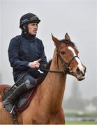 12 March 2018; Faugheen, with Ruby Walsh up, on the gallops ahead of the Cheltenham Festival at Prestbury Park, in Cheltenham, England. Photo by Seb Daly/Sportsfile