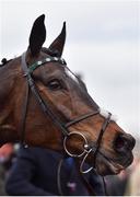 14 March 2018; Altior after winning the Betway Queen Mother Champion Steeple Chase on Day Two of the Cheltenham Racing Festival at Prestbury Park in Cheltenham, England. Photo by Seb Daly/Sportsfile