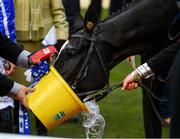 15 March 2018; Winning horse Penhill takes a drink in the winners' enclosure after the Sun Bets Stayers' Hurdle on Day Three of the Cheltenham Racing Festival at Prestbury Park in Cheltenham, England. Photo by Ramsey Cardy/Sportsfile
