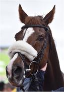 16 March 2018; Native River after winning the Timico Cheltenham Gold Cup Steeple Chase on Day Four of the Cheltenham Racing Festival at Prestbury Park in Cheltenham, England. Photo by Seb Daly/Sportsfile