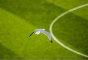 10 June 2018; A seagull flies over the pitch late in the game during the Leinster GAA Football Senior Championship Semi-Final match between Dublin and Longford at Croke Park in Dublin. Photo by Piaras Ó Mídheach/Sportsfile