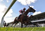 30 July 2018; Storm Rising, with Barry Geraghty up, on their way to winning the Easyfix Handicap Hurdle during the Galway Races Summer Festival 2018, in Ballybrit, Galway. Photo by Seb Daly/Sportsfile
