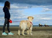 6 September 2018; Julia Kozluk, age 6, from Laytown, Co Meath alongside her Golden Labrador Ruby, watches the Hibernia Steel (Q.R.) Race during the Laytown Strand Races at Laytown in Meath. Photo by David Fitzgerald/Sportsfile