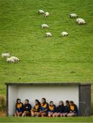 21 October 2018; Sheep in a field are seen above the Knockmore substitutes as they watch on during the Mayo County Senior Club Ladies Football Final match between Carnacon and Knockmore at Kilmeena GAA Club in Mayo. Photo by David Fitzgerald/Sportsfile