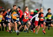 25 November 2018; Odhrán O'Sullivan of Midleton A.C. Co. Cork, competing in the Boys U12 2,000m during the Irish Life Health National Senior & Junior Cross Country Championships at National Sports Campus in Abbottstown, Dublin. Photo by Harry Murphy/Sportsfile