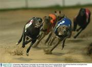 13 September 2003; Climate Control,left, wins the Paddy Power Irish Greyhound Derby, Second Semi Final from second place First Charter,in blue, Shelbourne Park, Dublin. Picture credit; Matt Browne / SPORTSFILE *EDI*