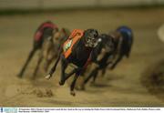 20 September 2003; Climate Control, leads round the last  bend on the way to winning the Paddy Power Irish Greyhound Derby, Shelbourne Park, Dublin. Picture credit; Matt Browne / SPORTSFILE *EDI*