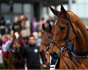 6 January 2019; Battleoverdoyen in the parade rign priot to the Lawlor's of Naas Novice Hurdle at Naas Racecourse in Kildare. Photo by Seb Daly/Sportsfile