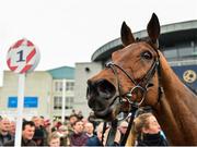 6 January 2019; Battleoverdoyen after winning the Lawlor's of Naas Novice Hurdle at Naas Racecourse in Kildare. Photo by Seb Daly/Sportsfile