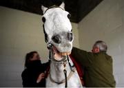 10 February 2019; Ballycasey is prepared to race by Amy Morrissey, left, and David Hatton prior to the PP Hogan Memorial Cross Country Steeplechase at Punchestown Racecourse in Naas, Co. Kildare. Photo by David Fitzgerald/Sportsfile