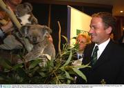 9 October 2003; Ireland out-half David Humphreys admires a koala bear at a Welcome Reception held by the Gosford City Council where the players were presented with their 2003 Rugby World Cup caps. 2003 Rugby World Cup, Welcome Reception, Crowne Plaza Hotel, Terrigal, New South Wales, Australia. Picture credit; Brendan Moran / SPORTSFILE *EDI*