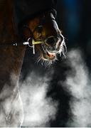 17 February 2019; Saltimbanque following the Preis der GammaCatering AG trotting race at the White Turf horse racing event at St Moritz, Switzerland. Photo by Ramsey Cardy/Sportsfile