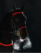 17 February 2019; Italianec following the Preis der GammaCatering AG trotting race at the White Turf horse racing event at St Moritz, Switzerland. Photo by Ramsey Cardy/Sportsfile
