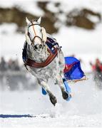 17 February 2019; Zambeso after leaving their driver in the stalls runs during the Grand Prix Credit Suisse skikjöring race at the White Turf horse racing event at St Moritz, Switzerland. Photo by Ramsey Cardy/Sportsfile