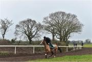 20 February 2019; Faugheen, with John Codd up, during a visit to Willie Mullins' yard at Willie Mullins Racing in Bagenalstown, Carlow. Photo by Matt Browne/Sportsfile