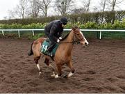 20 February 2019; Faugheen, with John Codd up, during a visit to Willie Mullins' yard at Willie Mullins Racing in Bagenalstown, Carlow. Photo by Matt Browne/Sportsfile