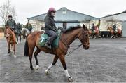 20 February 2019; Un De Sceaux, with Virginie Bascop up, during a visit to Willie Mullins' yard at Willie Mullins Racing in Bagenalstown, Carlow. Photo by Matt Browne/Sportsfile