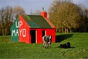 2 March 2019; Mayo cows in a field outside Castlebar showing their support ahead of the Allianz Football League Division 1 Round 5 match between Mayo and Galway at Elverys MacHale Park in Castlebar, Mayo. Photo by Piaras Ó Mídheach/Sportsfile