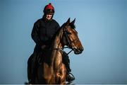 11 March 2019; Laurina with Rachel Robins up on the gallops ahead of the Cheltenham Racing Festival at Prestbury Park in Cheltenham, England. Photo by David Fitzgerald/Sportsfile