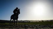 11 March 2019; Lake View Lad on the gallops ahead of the Cheltenham Racing Festival at Prestbury Park in Cheltenham, England. Photo by David Fitzgerald/Sportsfile