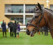 12 March 2019; Zarkandar during the Retraining of Racehorses parade prior to racing on Day One of the Cheltenham Racing Festival at Prestbury Park in Cheltenham, England. Photo by Seb Daly/Sportsfile