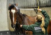 19 March 2019; Don Poli is washed down at the launch of the 2019 Boylesports Irish Grand National at Gordon Elliott's yard in Longwood, Co. Meath. Photo by Ramsey Cardy/Sportsfile