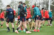 15 April 2019; A dog gets involved in the warm-up during Munster Rugby Squad Training at University of Limerick in Limerick. Photo by Brendan Moran/Sportsfile