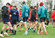 15 April 2019; A dog gets involved in the warm-up during Munster Rugby Squad Training at University of Limerick in Limerick. Photo by Brendan Moran/Sportsfile