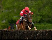 3 May 2019; Real Steel, with Paul Townend up, jumps the last on their way to winning the EMS Copiers Novice Handicap Steeplechase at Punchestown Racecourse in Naas, Kildare. Photo by Seb Daly/Sportsfile