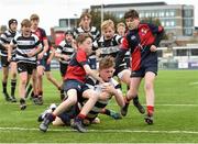 5 May 2019; Old Belvedere score a try against Coolmine during the Leinster Rugby U13 Cup Final match between Coolmine and Old Belvedere at Energia Park in Dublin. Photo by Matt Browne/Sportsfile