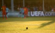 12 May 2019; A bird walks on the pitch during the 2019 UEFA European Under-17 Championships quarter-final match between Belgium and Netherlands at Carlisle Grounds in Bray, Wicklow. Photo by Stephen McCarthy/Sportsfile