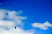 13 July 2019; A bird sits on electrical wires at the stadium prior to the GAA Football All-Ireland Senior Championship Quarter-Final Group 2 Phase 1 match between Roscommon and Tyrone at Dr Hyde Park in Roscommon. Photo by Brendan Moran/Sportsfile