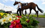 1 August 2019; A view of the pre-parade ring prior to the Guinness Beginners Steeplechase on Day Four of the Galway Races Summer Festival 2019 in Ballybrit, Galway. Photo by Seb Daly/Sportsfile