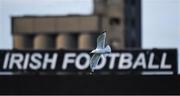 23 August 2019; A seagull flies over the pitch before the Extra.ie FAI Cup Second Round match between Bohemians and Longford Town at Dalymount Park in Dublin. Photo by Piaras Ó Mídheach/Sportsfile