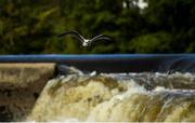 14 September 2019; A view of wildlife during The 60th Liffey Descent on the River Liffey at Lucan Weir in Lucan, Co Dublin. Photo by Seb Daly/Sportsfile