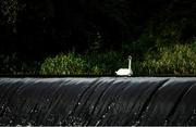14 September 2019; A swan surveys the scene during The 60th Liffey Descent on the River Liffey at Lucan Weir in Lucan, Co Dublin. Photo by Seb Daly/Sportsfile