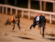 21 September 2019; Lenson Bocko, left, races next to Mucky Brae, on its way to winning race ten, The 2019 BoyleSports Irish Greyhound Derby Final during the 2019 Boylesports Irish Greyhound Derby at Shelbourne Park in Dublin. Photo by Harry Murphy/Sportsfile