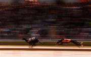 21 September 2019; Grangeview West, left, and  Fahrenheit Lor during race five, Download the Fastest ever BoyleSports App 525  at Shelbourne Park in Dublin.  Photo by Harry Murphy/Sportsfile