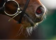 22 October 2019; A detailed view of a horse's nose prior to start of the Irish Stallion Farms EBF Maiden during the Curragh Season Finale at the Curragh Racecourse in Kildare. Photo by Seb Daly/Sportsfile